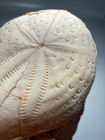 Ongewone zee-egel 4 miljoen jaar geleden. - Gefossiliseerde, Verzamelen
