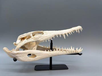 Nijlkrokodil Schedel van een reptiel - Crocodylus niloticus