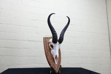 Springbok Schedel - Antidorcas marsupialis - 0 cm - 0 cm - 0, Antiek en Kunst
