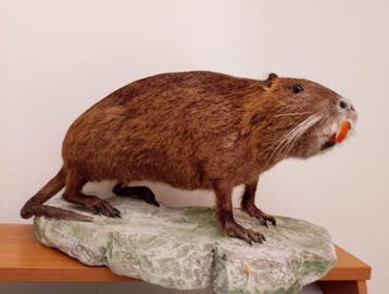 nutria Taxidermie volledige montage - Myocastor coypus (with, Nieuw
