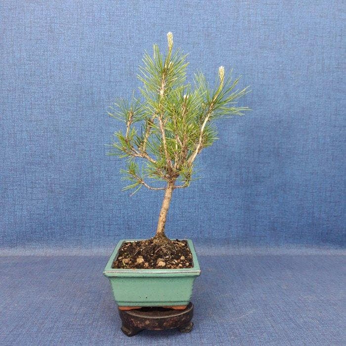 Japanse zwarte den - Hoogte (boom): 28 cm - Diepte (boom):, Antiek en Kunst, Curiosa en Brocante