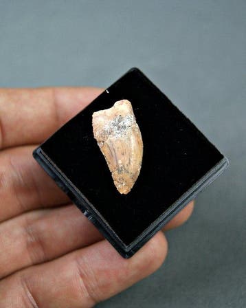 Dinosaurus - Gefossiliseerde slagtand - raptor Dromaeosaurio