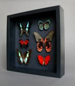 Vlinder Taxidermie volledige montage - Papilio rumanzovia x, Antiek en Kunst