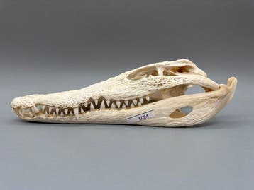 Nijlkrokodil Schedel van een reptiel - Crocodylus niloticus, Antiek en Kunst