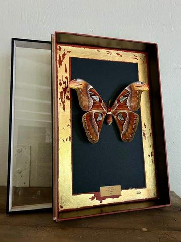 Papillon de nuit Support de corps entier pour taxidermie -