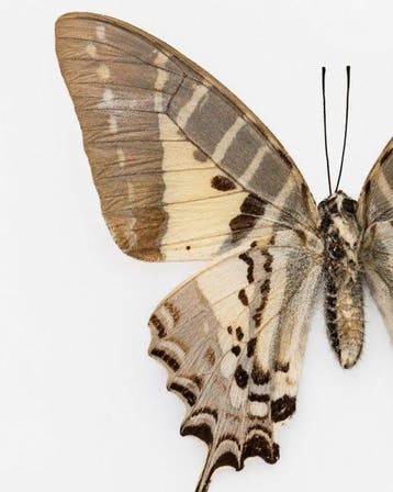 Vlinder Taxidermie wandmontage - Cethosia cyane en graphium, Antiquités & Art