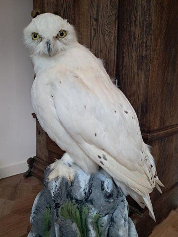 Sneeuwuil Taxidermie volledige montage - Nyctea scaniaca -, Verzamelen, Dierenverzamelingen, Nieuw