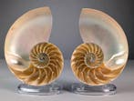 Doorsneden kamernautilus - Zeeschelp - Nautilus pompilius, Verzamelen, Nieuw