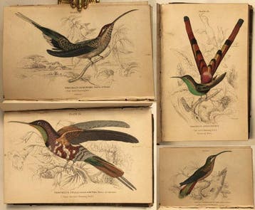 William Jardine - [Collection of plates] The Naturalists