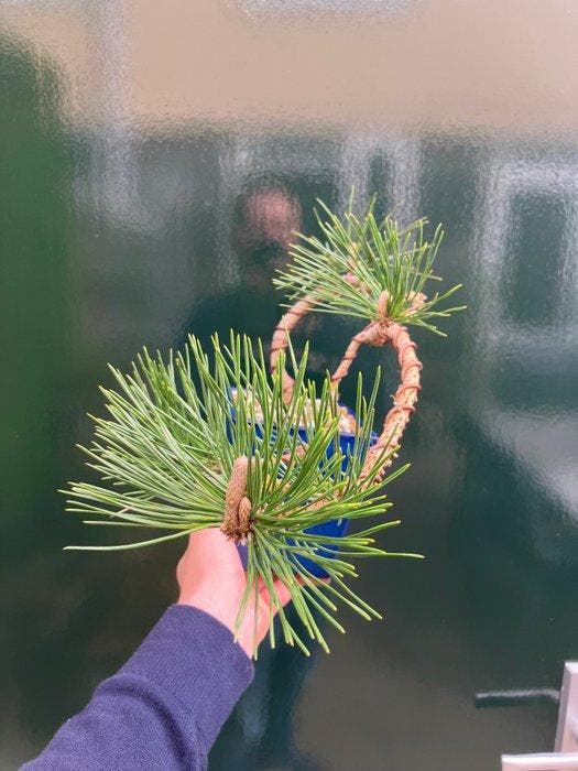 Den bonsai (Pinus) - Hoogte (boom): 20 cm - Diepte (boom):, Antiquités & Art, Curiosités & Brocante