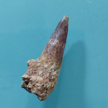 Spinosaurus - Fossiele tand - 50 mm - 20 mm (Zonder