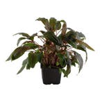 Cryptocoryne wendtii Tropica XL, Dieren en Toebehoren, Verzenden, Nieuw
