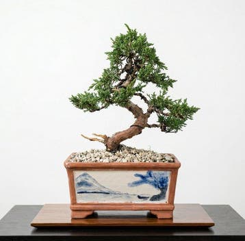 Bonsai van Kishu-juniper in een handgetekende pot - Hoogte