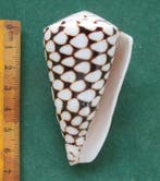 Collection de magnifiques coquilles, objet de collection :