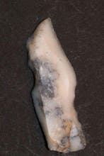 Neolithisch Vuursteen Schrapers, kern.... - 84 mm (Zonder