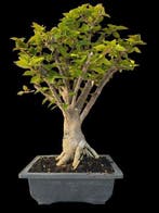 Bonsaï Bougainvillea Mini Thai - Hauteur (arbre) : 30 cm -