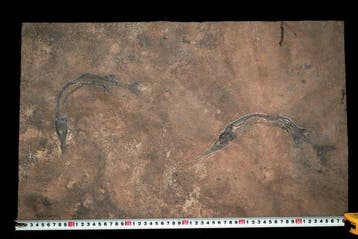 Vis - Gefossiliseerd dier - Saurichthys (2) - 59.1 cm - 37.2