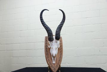 Springbok Crâne - Antidorcas marsupialis - 0 cm - 0 cm - 0, Antiek en Kunst