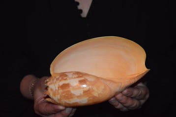 Zeeslak Zeeschelp - S-311 MELO AMPHORA (Zonder minimumprijs)
