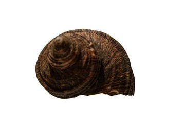 Grote zilvermond-turbanslak (Turbo argyrostoma) |