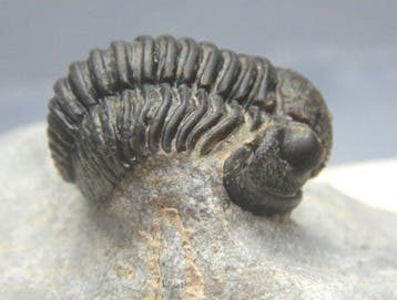Fossiel - Fossiel skelet - Gerastos trilobite - 3.5 cm