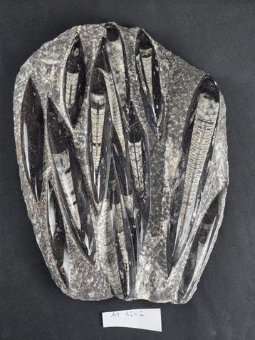 Orthoceras - Gefossiliseerd dier - 30 cm - 21 cm (Zonder