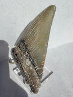 Mégalodon - Dent fossile - Carcharocles megalodon - 12 cm