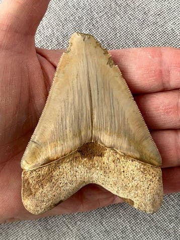Megalodon-tand 9,1 cm - Fossiele tand - Carcharocles