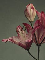 Ursula van de Bunte - Pink Lilly