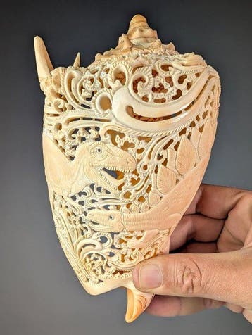 Coquille volute sculptée Coquillage marin - Volutidae sp., Verzamelen, Dierenverzamelingen, Nieuw