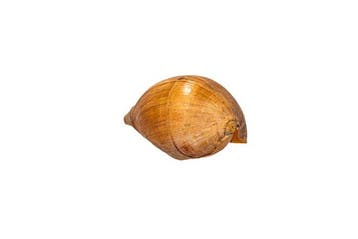Indische volute of bailerschelp Skelet - Melo melo - 0 mm -