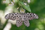 Vlinder Taxidermie volledige montage - Idea stolli (Moore,