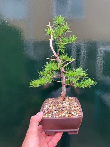 Lariks bonsai (Larix) - Hoogte (boom): 30 cm - Diepte