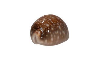 Pacifische cowrie: Cypraea vitellus f. dama (66 mm) –, Nieuw