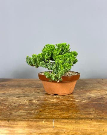 Bonsaï Genévrier (Juniperus) - Hauteur (arbre) : 16 cm -