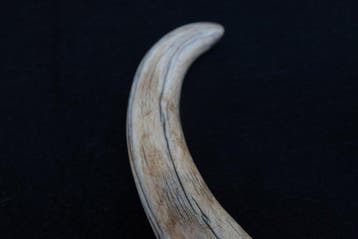 XLarge African Warthog tusks incl 1 carved tusk Tand -, Nieuw