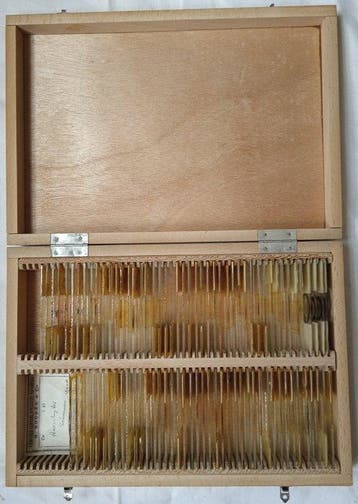 Ammoniet - Fossiele helft - ANANCHYTES collection on