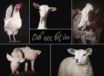 Ode aan het vee 9789492108197 Karolien Hupkes, Verzenden, Zo goed als nieuw, Karolien Hupkes