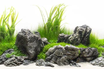 Grey Luo Hanshi 20-30cm - aquarium decoratie stenen, Verzenden, Nieuw, Plant(en), Steen of Hout