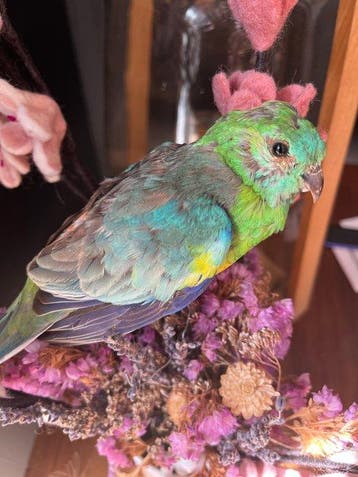 Parkiet Taxidermie volledige montage - parrot red rump - 25