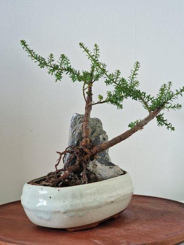 Bonsaï Pin des Bouddhistes (Podocarpus macrophyllus) -