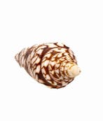 ***Sammlerschnecke*** Glorie van India  Taxidermie