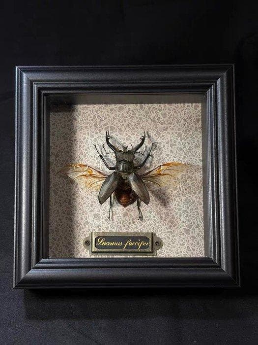 Lucanus furcifer Taxidermie wandmontage - Lucanus furcifer -, Verzamelen, Dierenverzamelingen