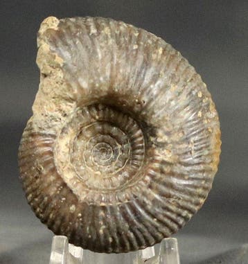 Mooi geprepareerde Bathonien-ammoniet - Een zeldzaam, Verzamelen, Mineralen en Fossielen
