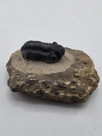 Trilobiet - Gefossiliseerd dier - Reedops Cephalotes - 8 cm, Verzamelen