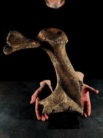 Podium van een fossiel hert - Fossiel fragment - megaloceros, Collections
