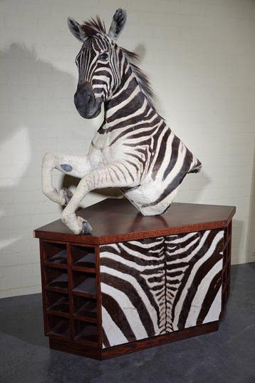 Zebra Head Support mural pour taxidermie - Equus quagga -