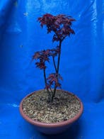 Drietand Esdoorn (Acer Buergerianum) - Hoogte (boom): 40 cm