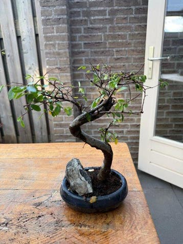 Japanese iep bonsai (Zelkova) - Hoogte (boom): 35 cm -