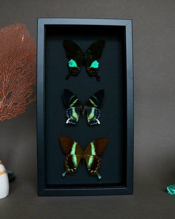 Vlinder Taxidermie volledige montage - Papilio blumei x
